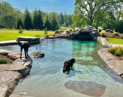 Pura Vida Centro Canino | Madrid