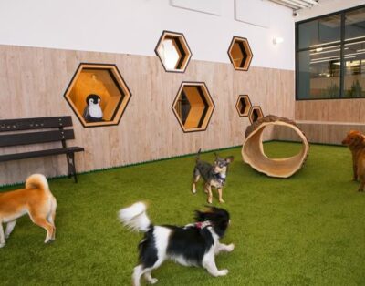 Wag Wag | Guardería Canina urbana en Madrid