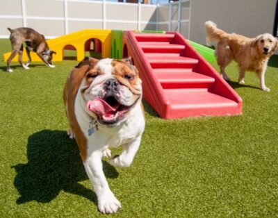 Narub | Hotel y Residencia para Mascotas en Madrid