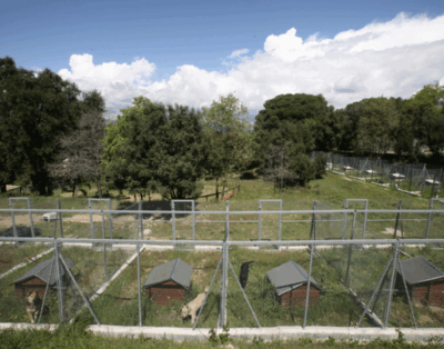 La Masía | Hotel Canino y Residencia Canina en Barcelona