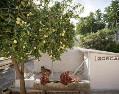 Goscan | Residencia para mascotas