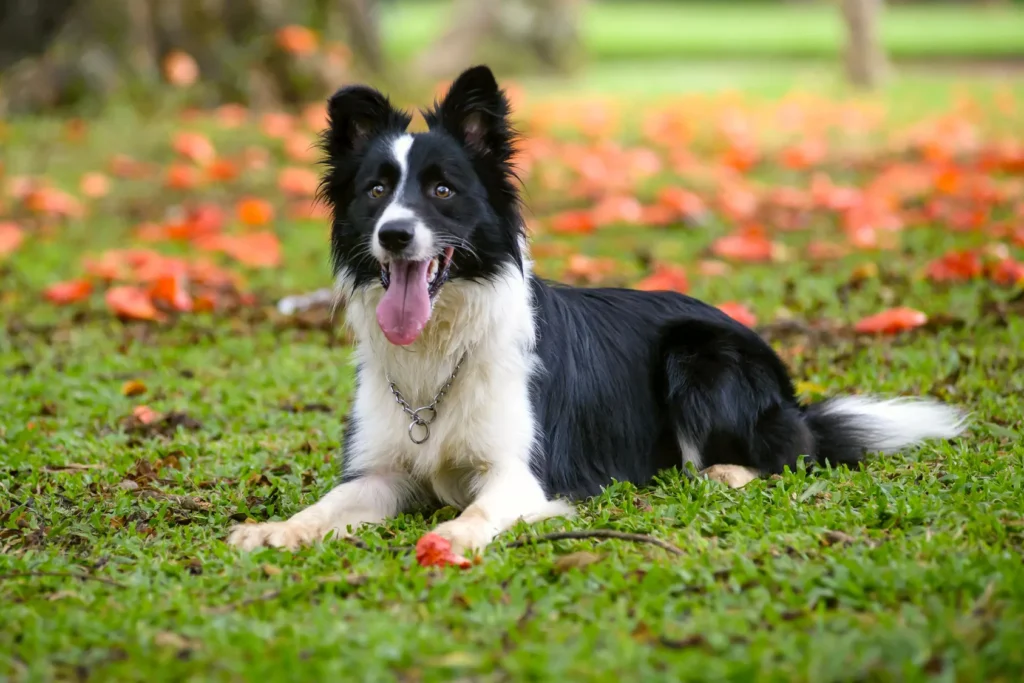 Perro Border Collie