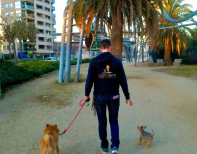 Perro Sano | Residencia para perros pequeños Barcelona