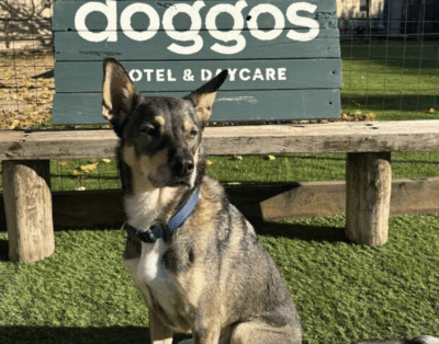 Doggos | Residencia Canina