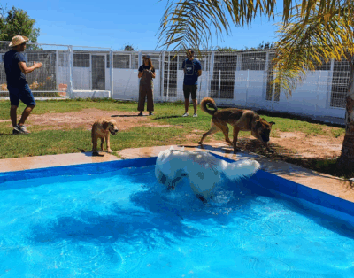 Residencia Canina Valencia El Parque | Hotel Canina