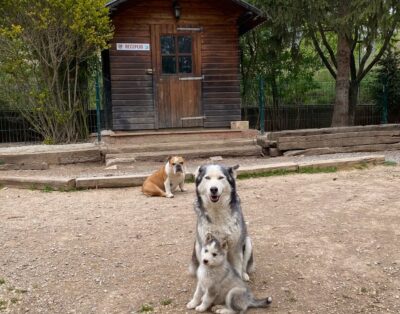 Residencia Canina del Cadí