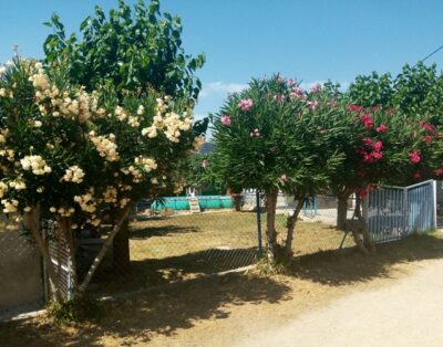 Big Fai | Residencia Canina