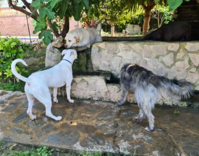 Eco Can | Residencia Canina