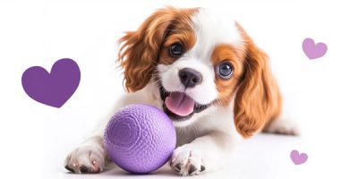 guardería para perros cerca de mi