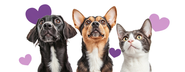 guarderia perros y gatos